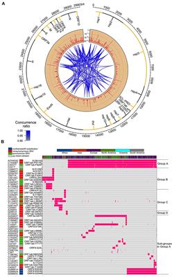 Frontiers | Genetic Spectrum And Distinct Evolution Patterns Of SARS-CoV-2